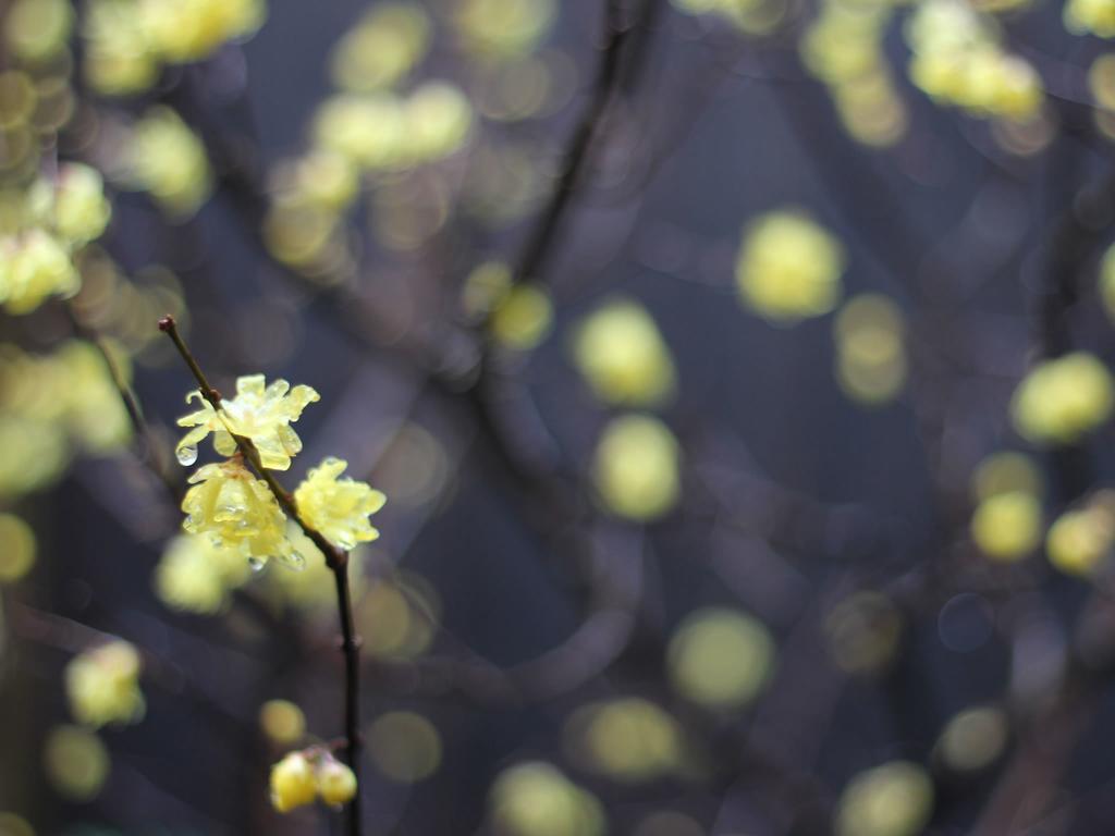 Brian Machiya Inn Kyoto Phòng bức ảnh